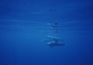 熊本市中心部の快適なビジネスホテル【東横INN熊本新市街】の魅力と詳細情報